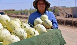 瓜州在哪里免费吃瓜,免费瓜果盛宴，畅享瓜乡清凉时光