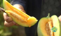 瓜州在哪里免费吃瓜,免费瓜果盛宴，畅享瓜乡清凉时光