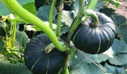 南宁吃瓜网红是谁啊,揭秘南宁本地热门吃瓜达人