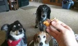 娱乐吃瓜养狗视频下载,一键下载，轻松享受欢乐时光