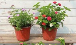 广西可乐被爆料视频最新,网友爆料视频揭露惊人内幕！”