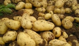 土豆bug网红吃瓜视频,揭秘娱乐圈幕后真相