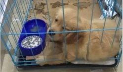 武汉宠物爆料案件最新,真相大白，宠物权益再引关注