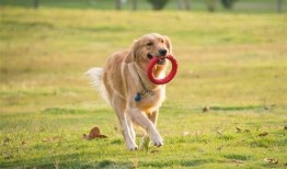 武汉宠物爆料案件最新,真相大白，宠物权益再引关注