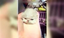 呆妹娱乐吃瓜视频大全下载,盘点热门搞笑瞬间，笑料十足！