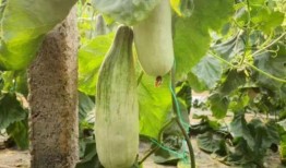 一元吃网红瓜,揭秘网络红人的幕后故事