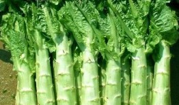 原神莴苣妈妈爆料视频大全,揭秘游戏幕后故事与精彩瞬间