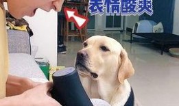 宠物博主爆料视频下载,下载背后的故事与真相