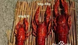 爆料龙虾做法视频播放,跟随视频学习正宗做法