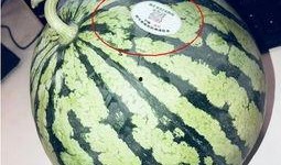 一元吃网红瓜,揭秘网络红人的幕后故事