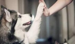 武汉宠物爆料案件最新,真相大白，宠物权益再引关注